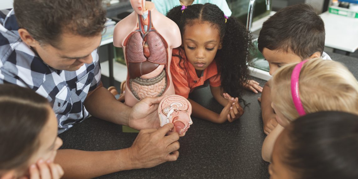 Overhead view of a teacher showing to his school kids a brain part of a dummy skeleton wile they are looking at it in classroom at school