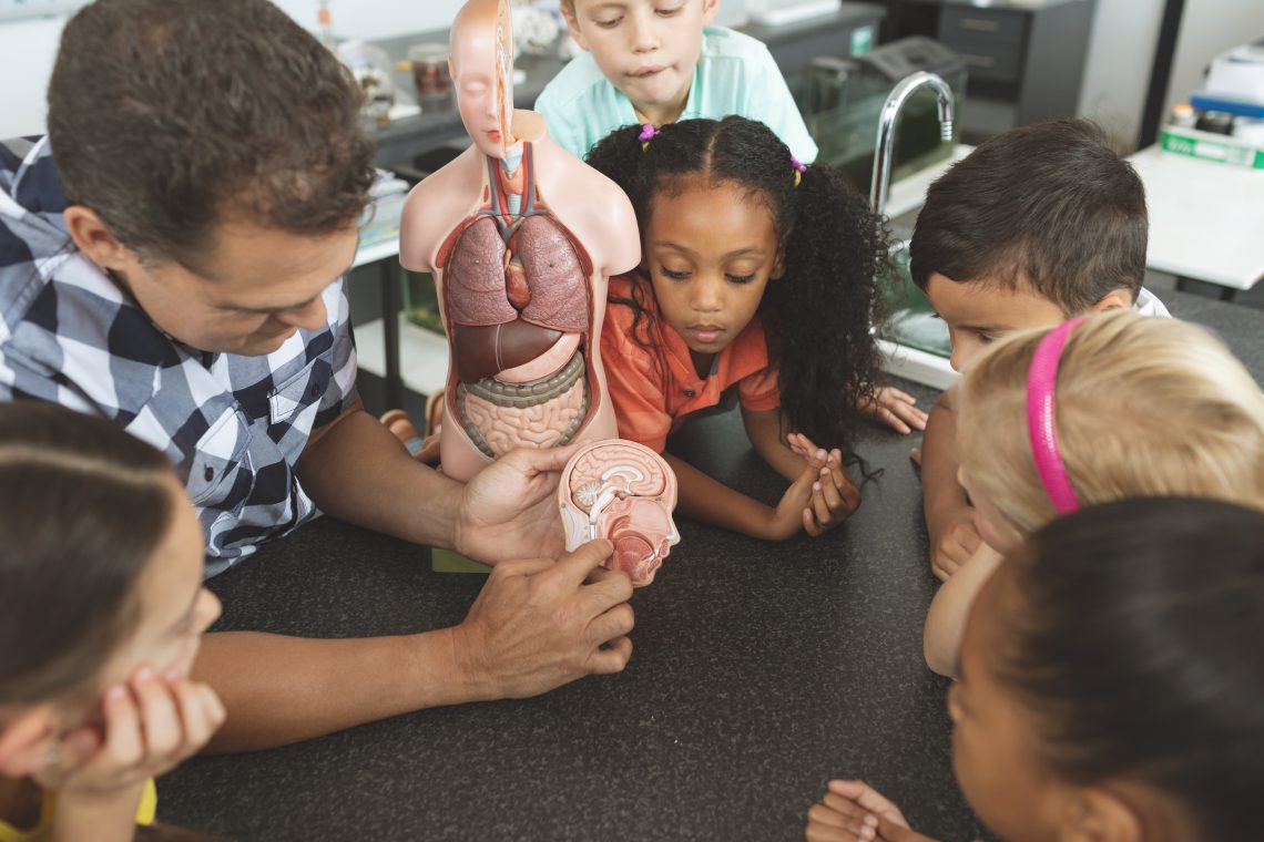Overhead view of a teacher showing to his school kids a brain part of a dummy skeleton wile they are looking at it in classroom at school
